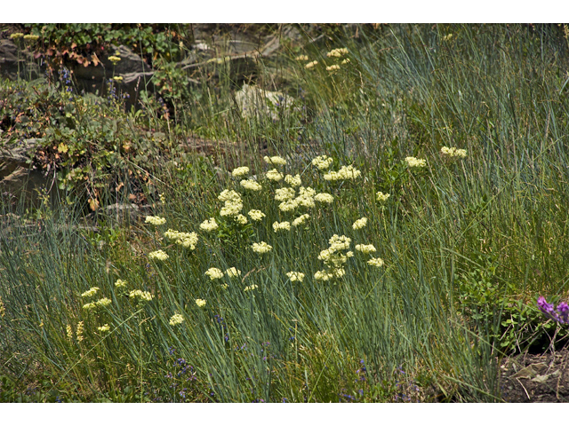 Eriogonum heracleoides (Parsnip-flower buckwheat) #34839