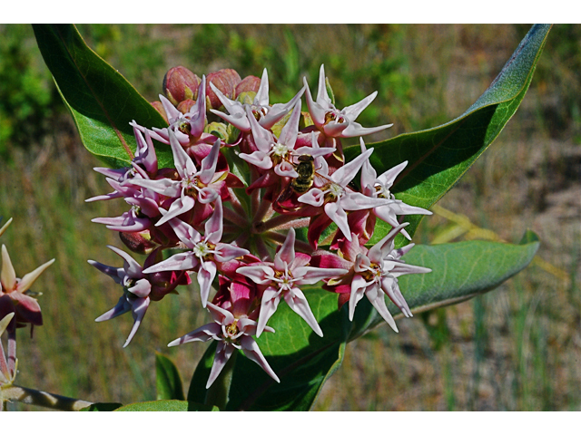 Asclepias speciosa (Showy milkweed) #34846