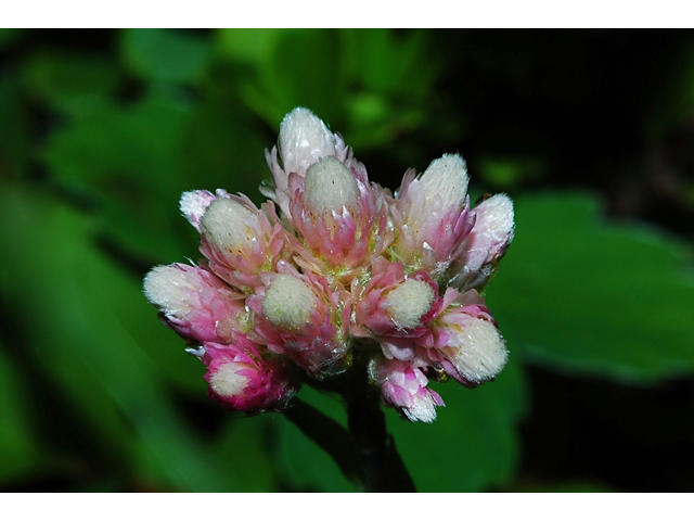 Antennaria rosea (Rosy pussytoes) #34861