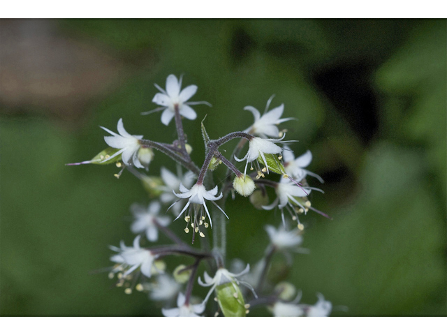 Tiarella trifoliata var. unifoliata (Oneleaf foamflower) #34866