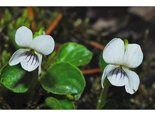 Viola macloskeyi (Small white violet) #34889