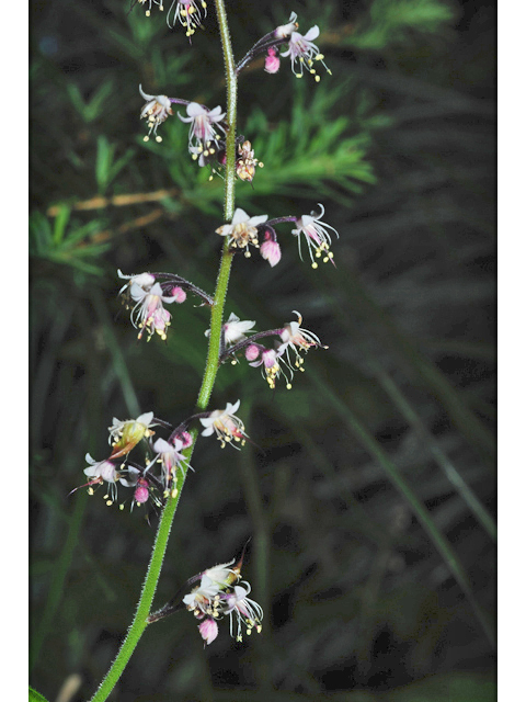 Tiarella trifoliata var. unifoliata (Oneleaf foamflower) #34891