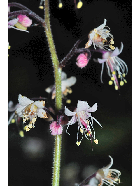 Tiarella trifoliata var. unifoliata (Oneleaf foamflower) #34892