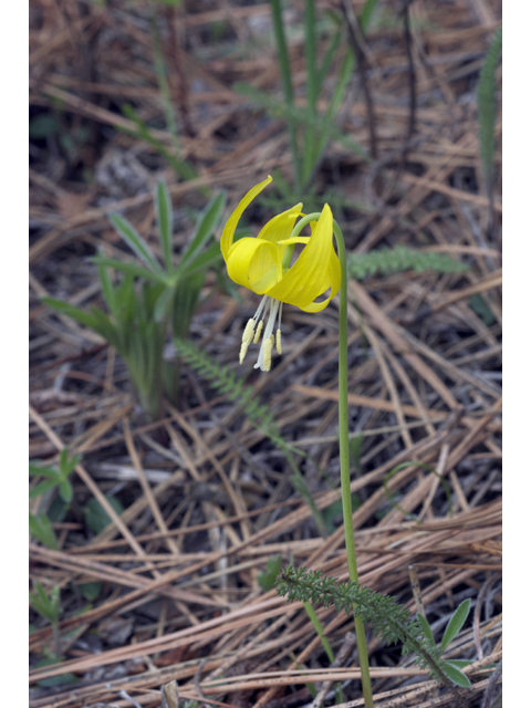 Erythronium grandiflorum (Yellow avalanche-lily) #34939
