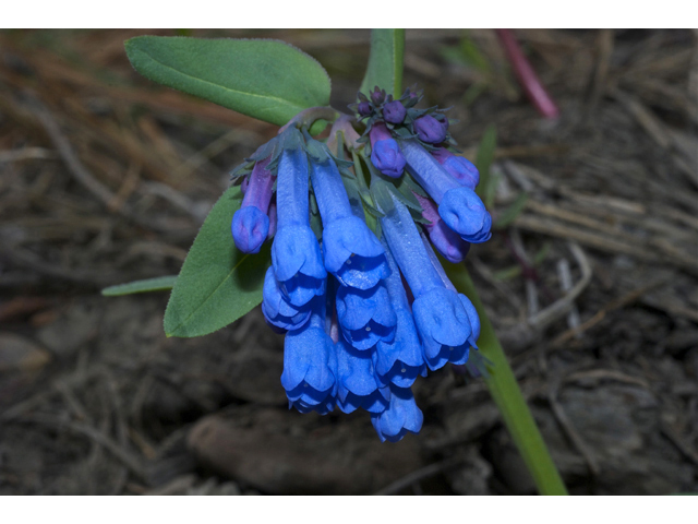 Mertensia longiflora (Small bluebells) #34947