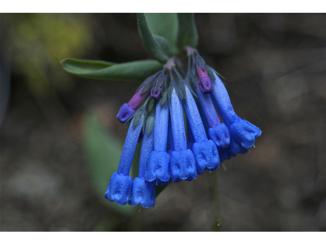 Mertensia longiflora (Small bluebells) #34948