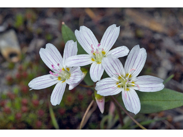 Claytonia lanceolata (Western spring beauty) #34949