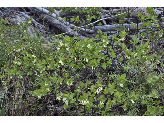 Lonicera utahensis (Utah honeysuckle) #34956
