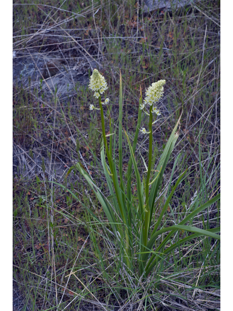 Zigadenus venenosus (Meadow death camas) #34960