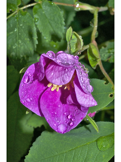 Rosa acicularis (Prickly rose) #35034