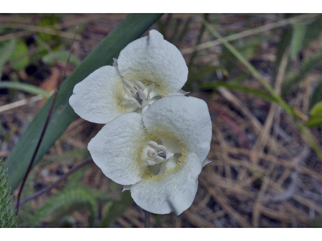 Calochortus apiculatus (Pointedtip mariposa lily) #35039