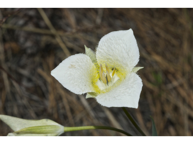 Calochortus apiculatus (Pointedtip mariposa lily) #35042