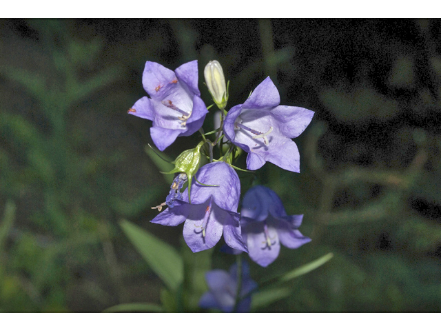 Campanula rotundifolia (Bluebell bellflower) #35091