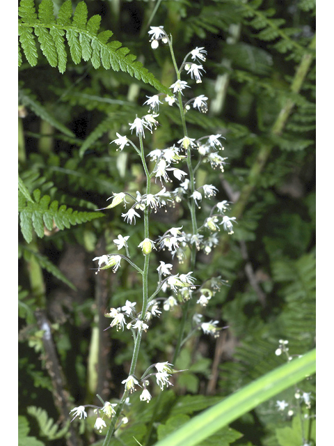 Tiarella trifoliata var. unifoliata (Oneleaf foamflower) #35099