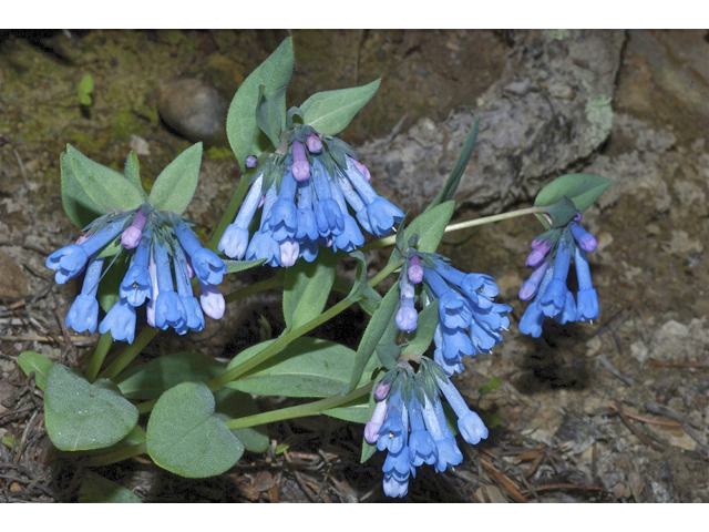 Mertensia longiflora (Small bluebells) #35118