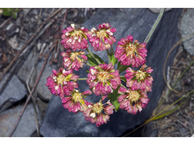 Eriogonum umbellatum var. majus (Subalpine sulfur flower) #35141