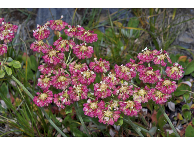 Eriogonum umbellatum var. majus (Subalpine sulfur flower) #35142