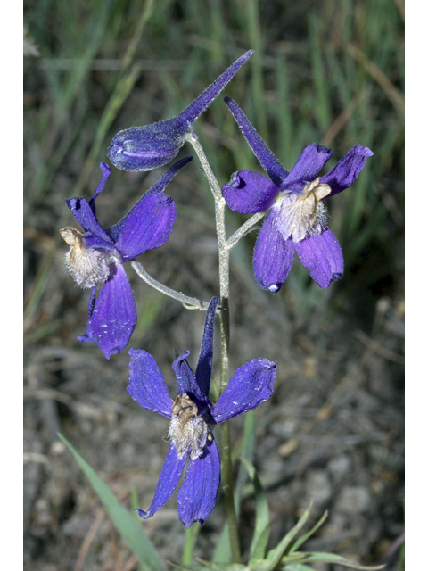 Delphinium bicolor (Little larkspur) #35145