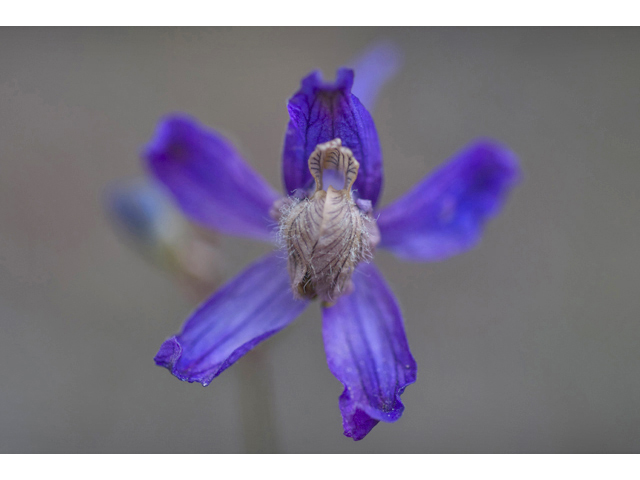 Delphinium bicolor (Little larkspur) #35147