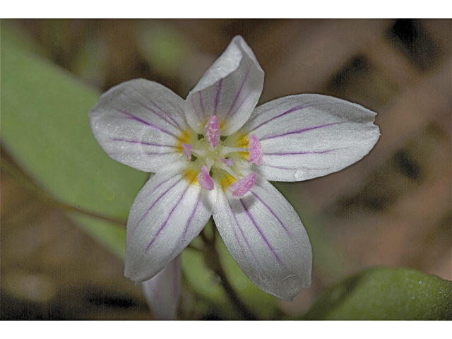 Claytonia lanceolata (Western spring beauty) #35152