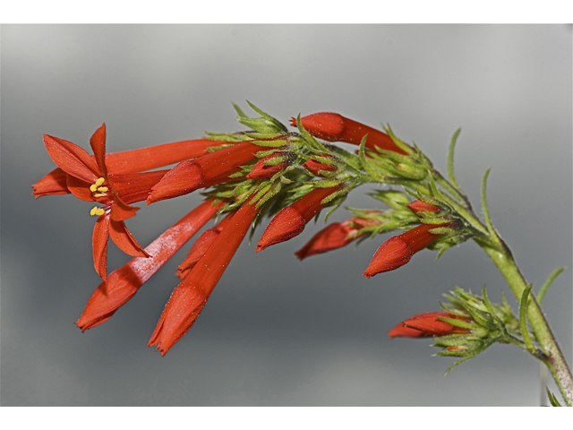 Ipomopsis aggregata ssp. aggregata (Scarlet gilia) #35210