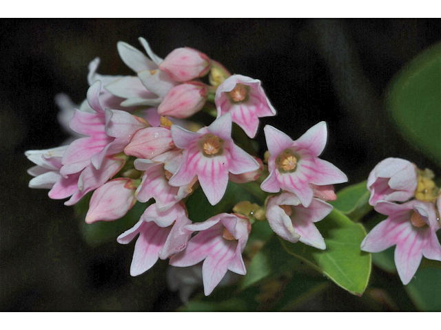 Apocynum androsaemifolium (Spreading dogbane) #35219