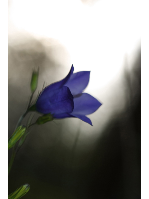 Campanula rotundifolia (Bluebell bellflower) #35225