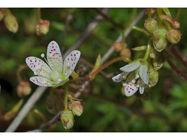 Saxifraga bronchialis (Yellowdot saxifrage) #35234