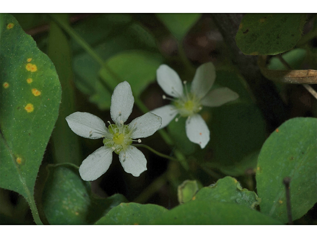Moehringia lateriflora (Bluntleaf sandwort) #35236