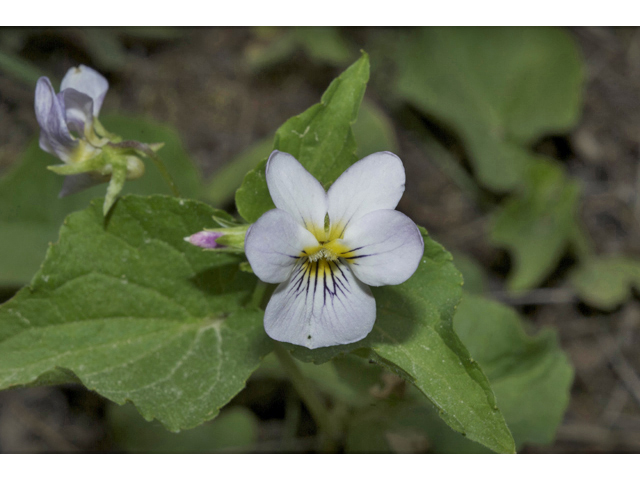 Viola canadensis (Canadian white violet) #35240