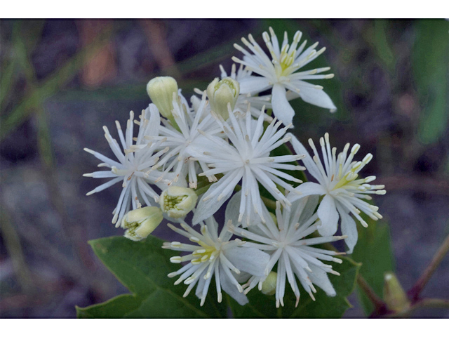 Clematis ligusticifolia (Western white clematis) #35253