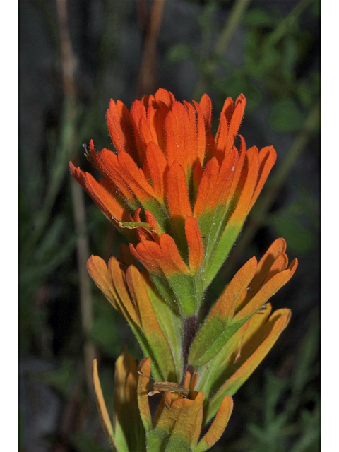 Castilleja hispida ssp. hispida (Harsh indian paintbrush) #35268