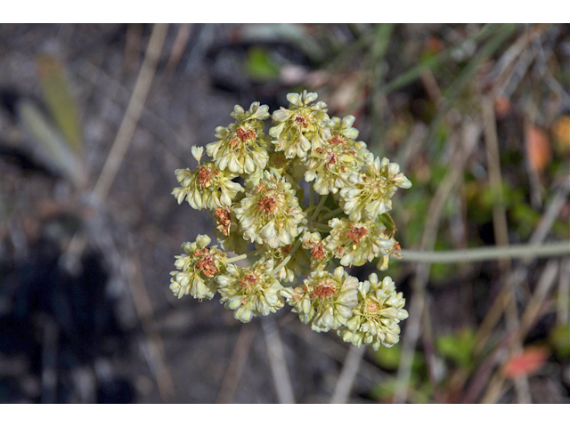 Eriogonum umbellatum var. majus (Subalpine sulfur flower) #35279