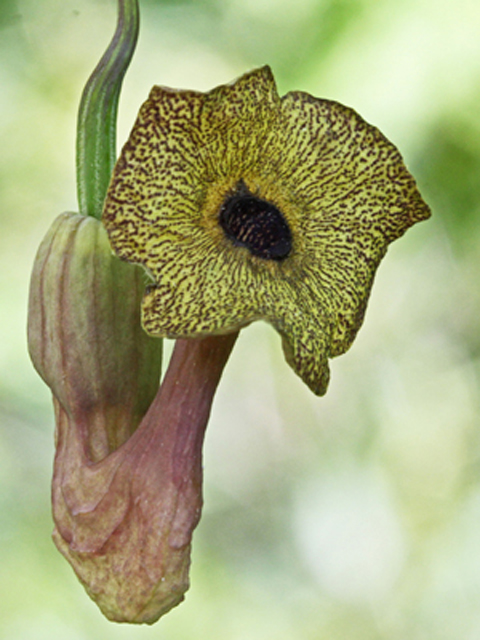 Aristolochia macrophylla (Pipevine) #45095
