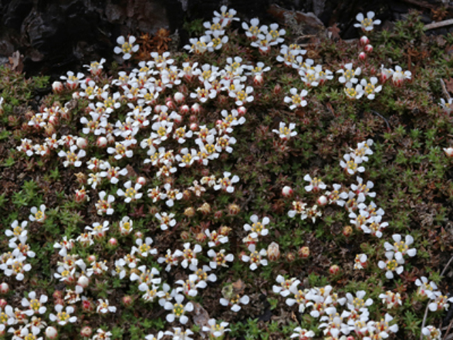 Pyxidanthera brevifolia (Littleleaf pixie-moss) #45107