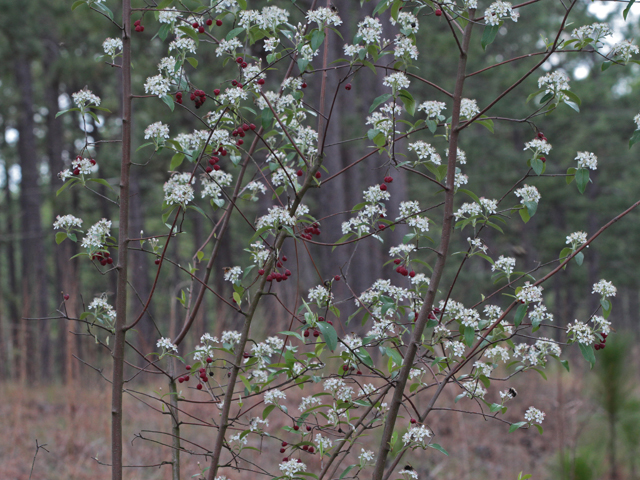 Aronia arbutifolia (Red chokeberry) #46467