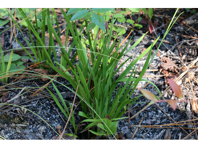 Tofieldia glabra (Carolina bog-asphodel) #46475