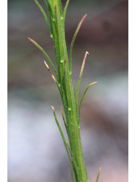 Liatris tenuifolia (Shortleaf blazing star) #59105
