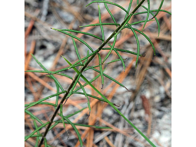 Vernonia angustifolia var. angustifolia (Tall ironweed) #66110