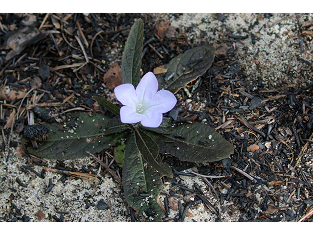 Ruellia caroliniensis ssp. ciliosa (Carolina wild petunia) #89959