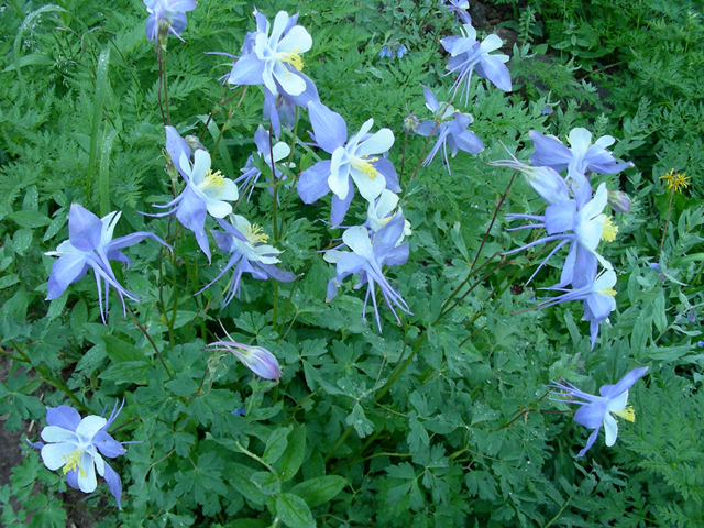 Aquilegia coerulea (Colorado blue columbine) #44295