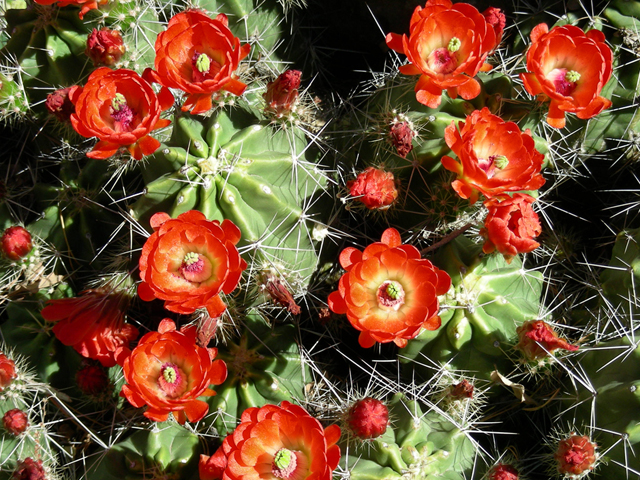Echinocereus coccineus (Scarlet hedgehog cactus) #44385