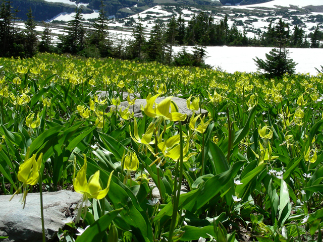 Erythronium grandiflorum (Yellow avalanche-lily) #44389