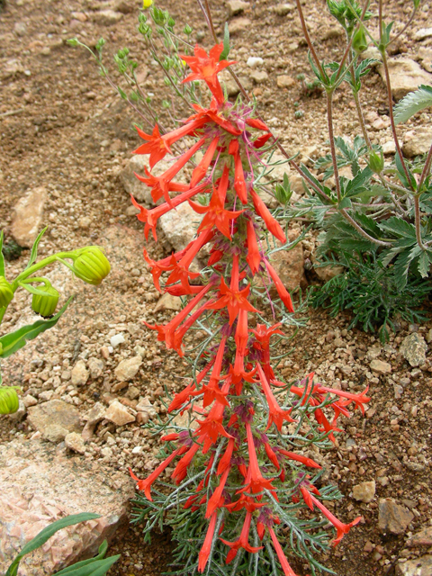 Ipomopsis aggregata ssp. aggregata (Scarlet gilia) #45668
