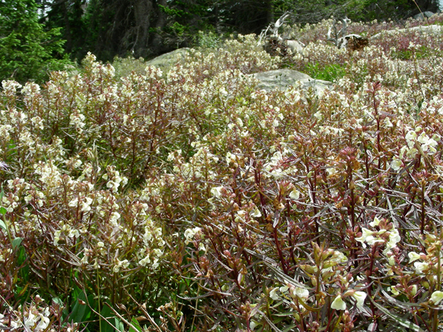 Pedicularis racemosa (Sickletop lousewort) #45687