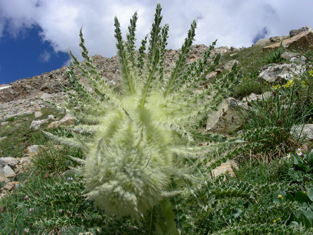 Cirsium scopulorum (Mountain thistle) #45703