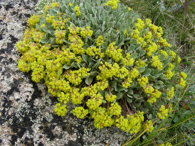 Eriogonum umbellatum (Sulphur-flower buckwheat) #45725
