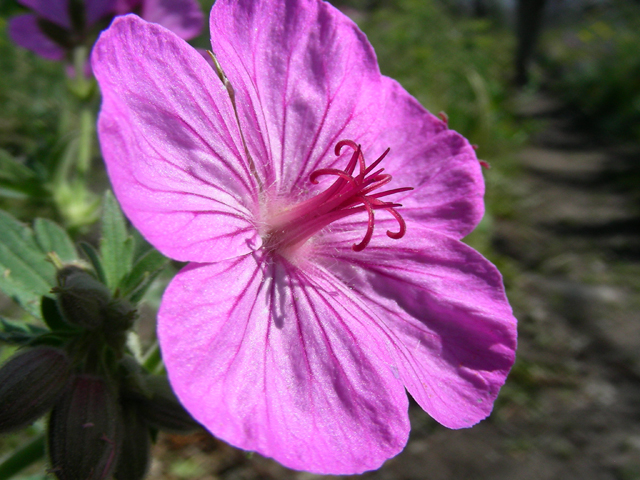 Geranium viscosissimum (Sticky purple geranium) #53161