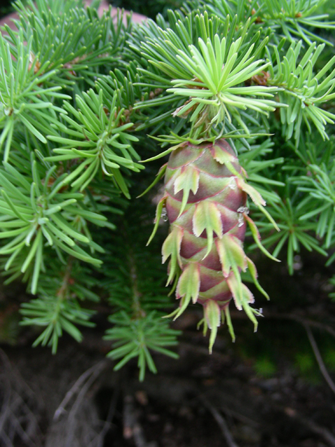 Pseudotsuga menziesii var. glauca (Rocky mountain douglas fir) #53202