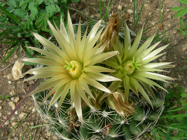 Escobaria missouriensis (Missouri foxtail cactus) #87195